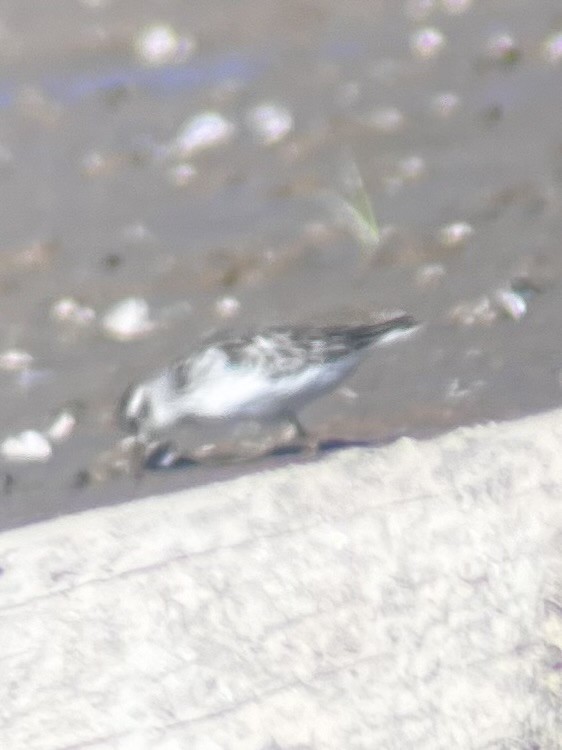 pygmésnipe - ML643509742