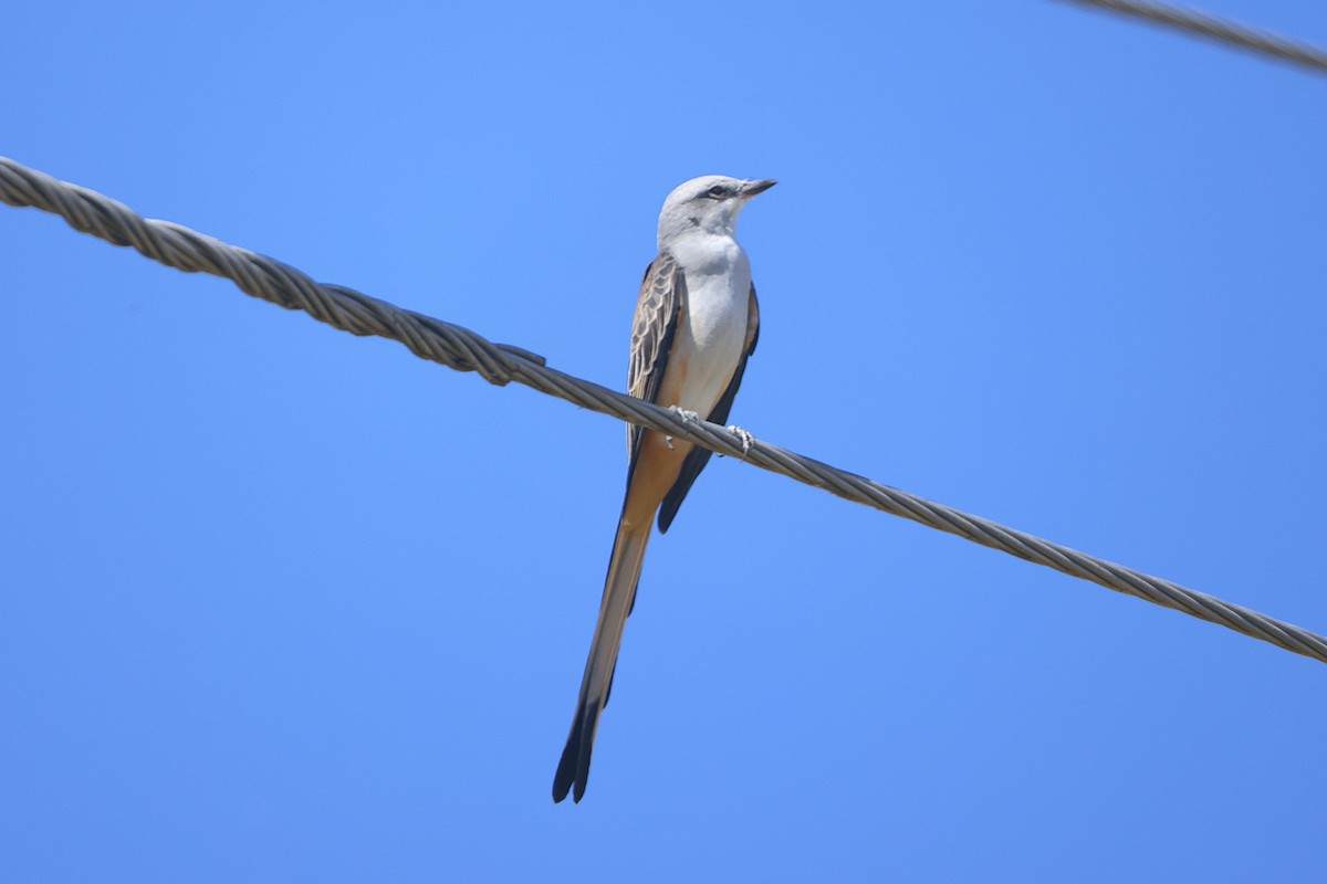 Scissor-tailed Flycatcher - ML643509744