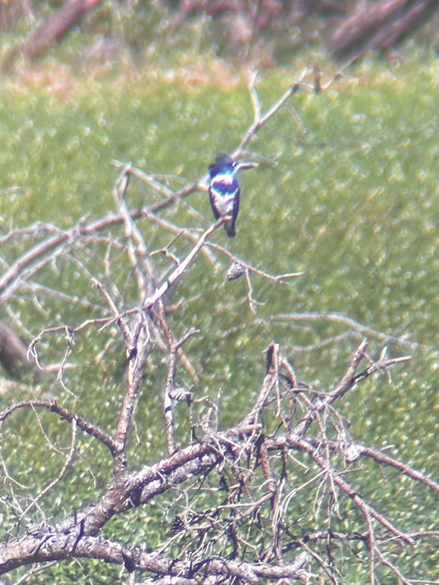Belted Kingfisher - ML643509745