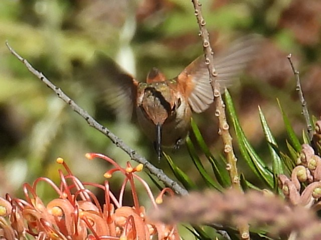 Rufous/Allen's Hummingbird - ML643509748