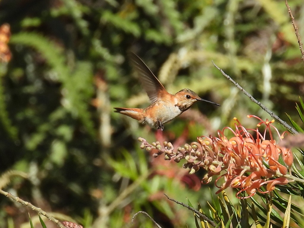 Rufous/Allen's Hummingbird - ML643509749