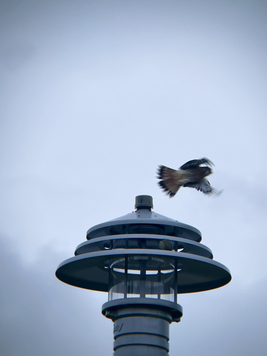 poštolka pestrá - ML643509752