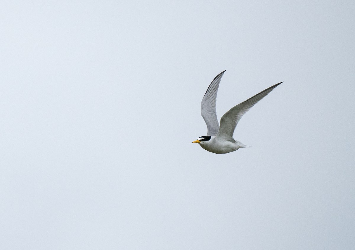 Least Tern - ML643509755