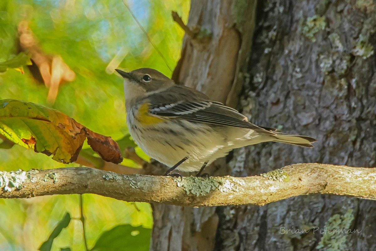 Yellow-rumped Warbler - ML643509763