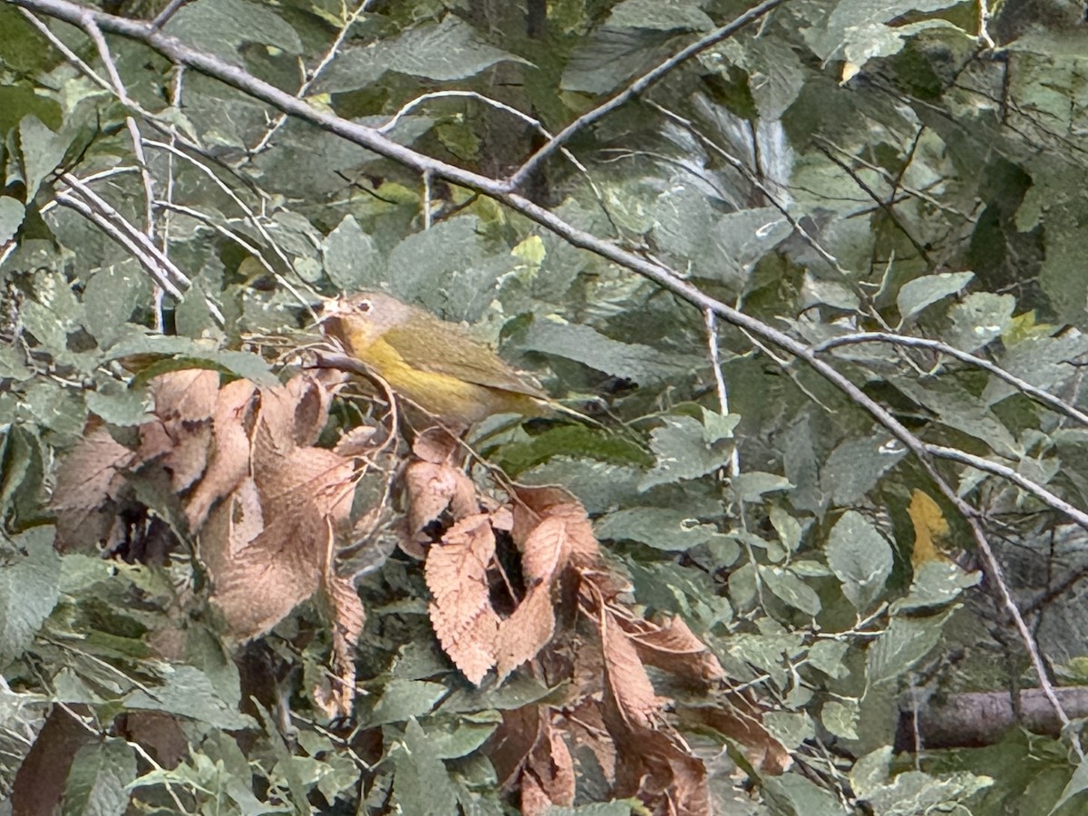 Nashville Warbler - ML643509765