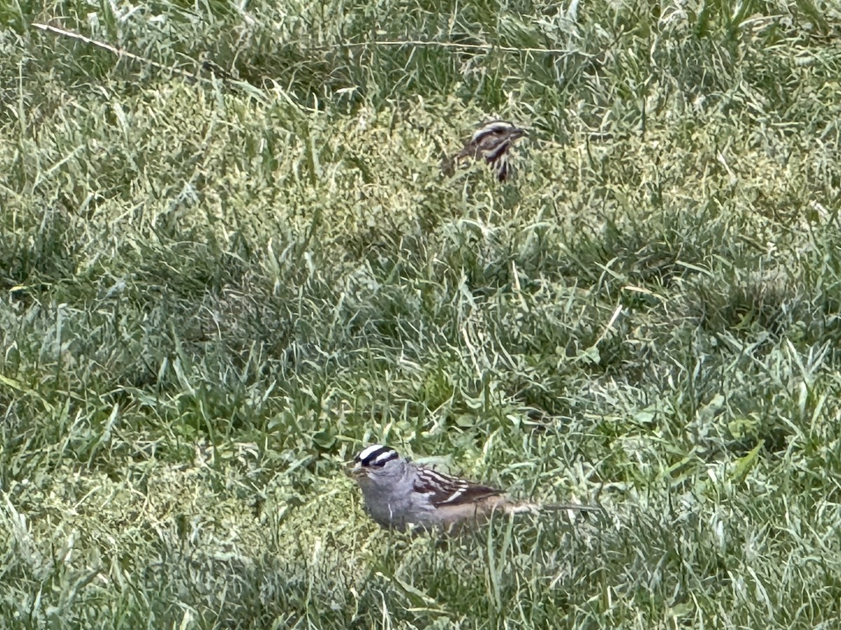 White-crowned Sparrow - ML643509780