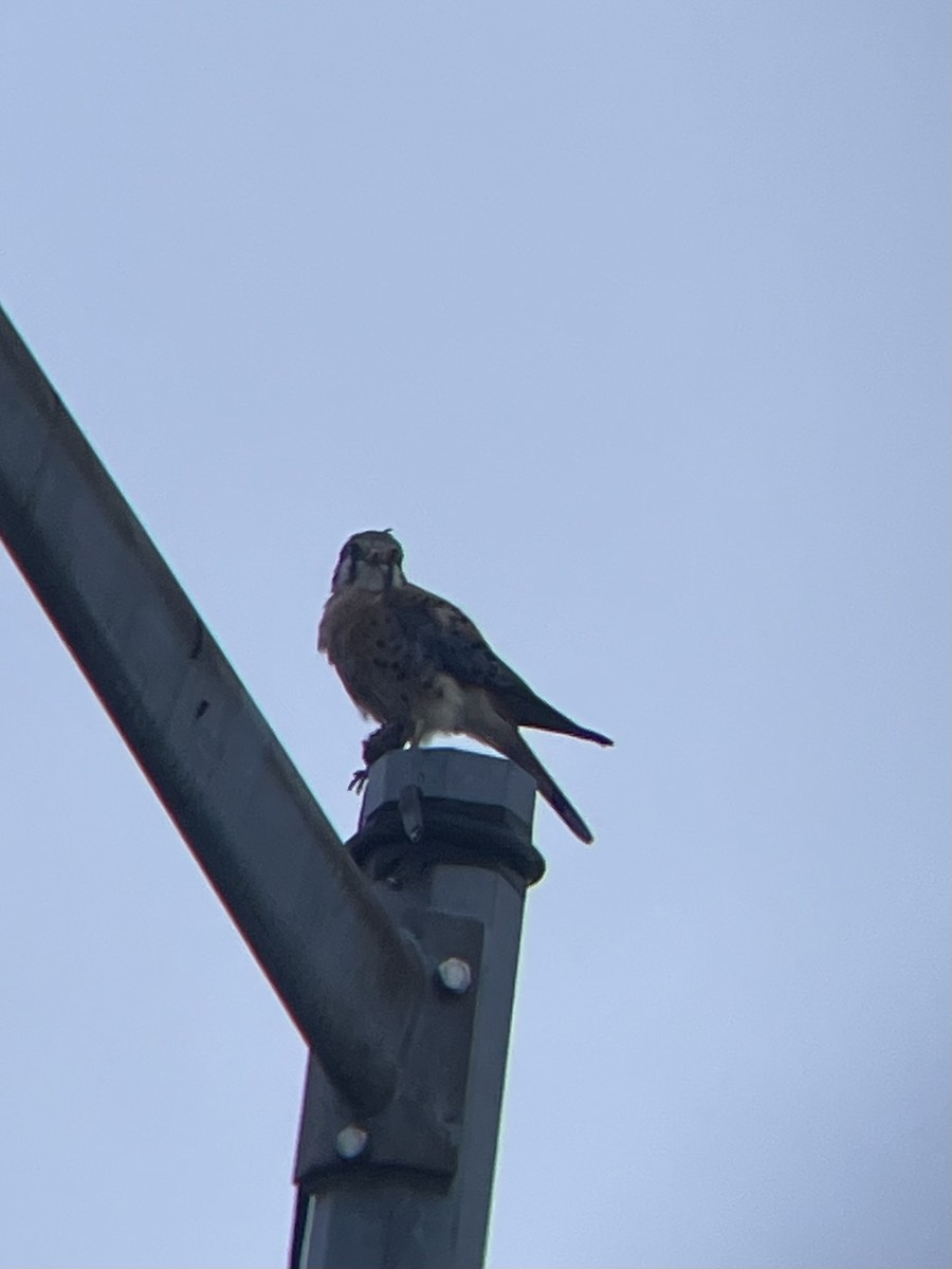 poštolka pestrá - ML643509785