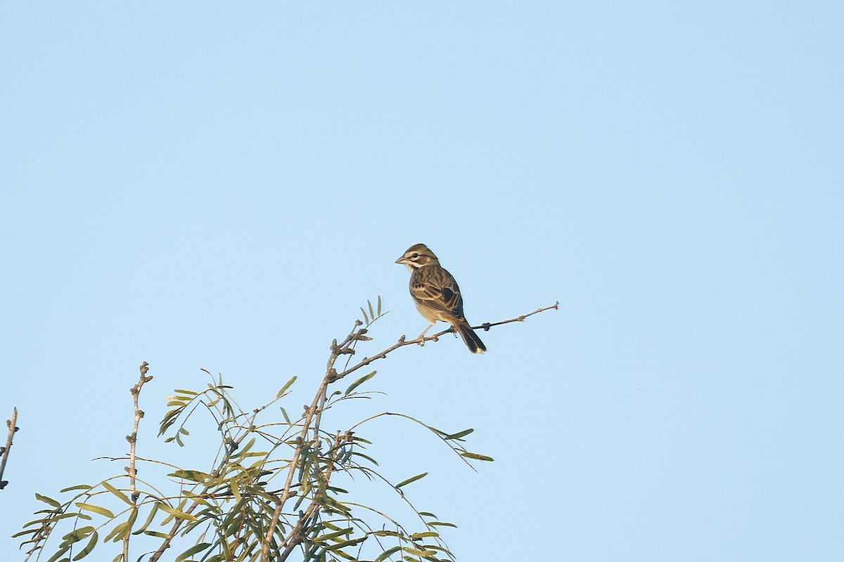 Lark Sparrow - ML643509792