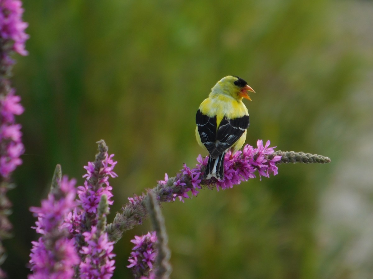 Chardonneret jaune - ML643509803