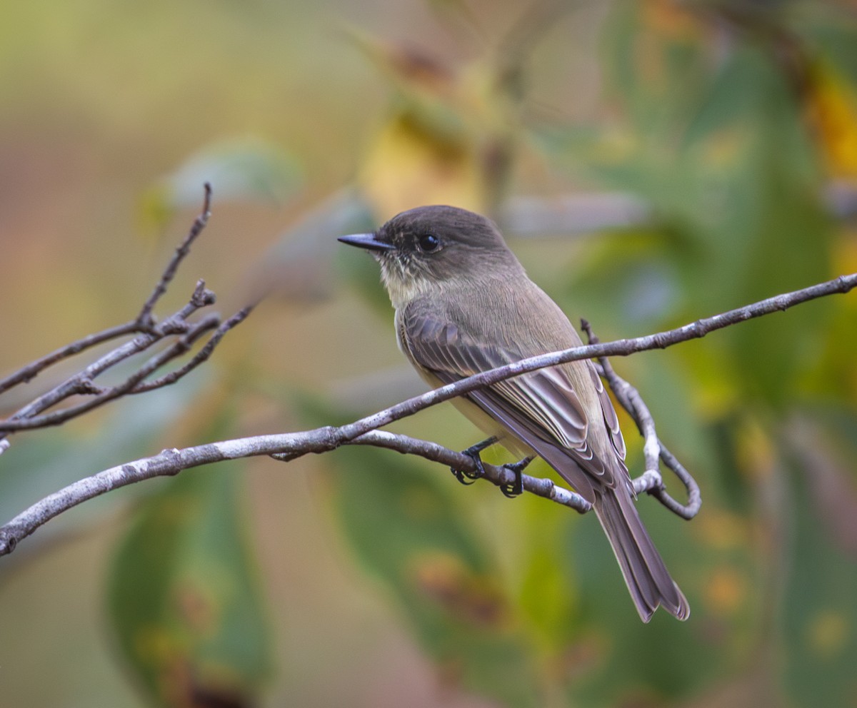 Eastern Phoebe - ML643509805