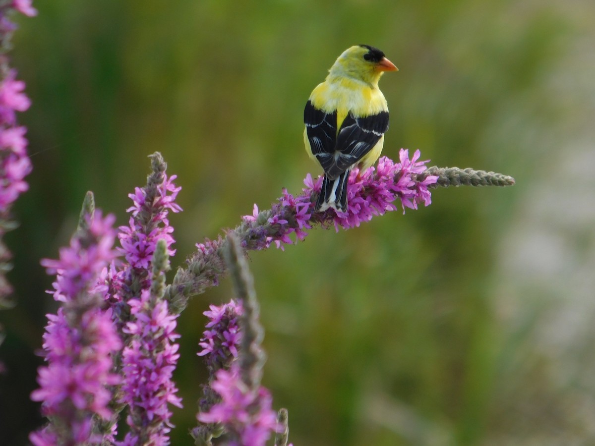 Chardonneret jaune - ML643509806