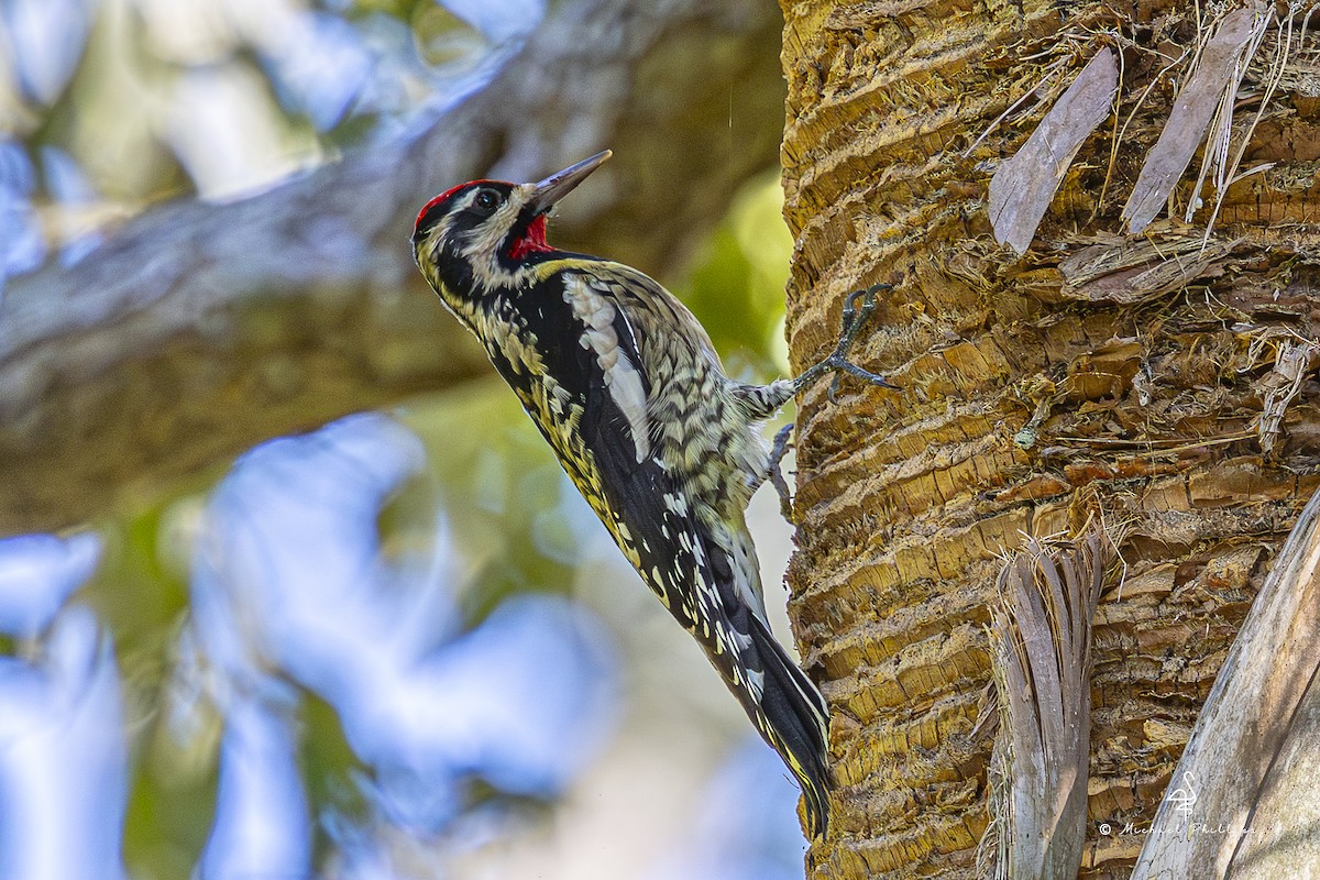 Yellow-bellied Sapsucker - ML643509809