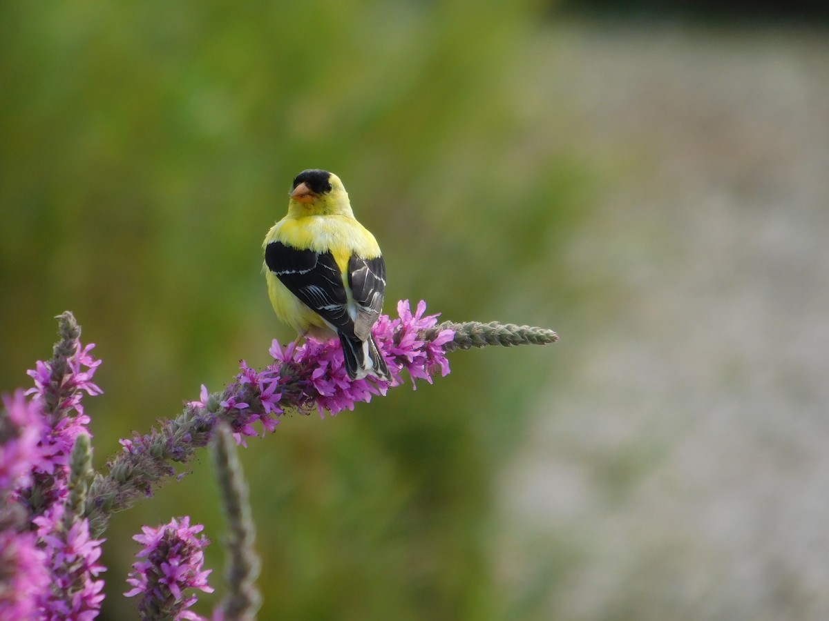 Chardonneret jaune - ML643509810