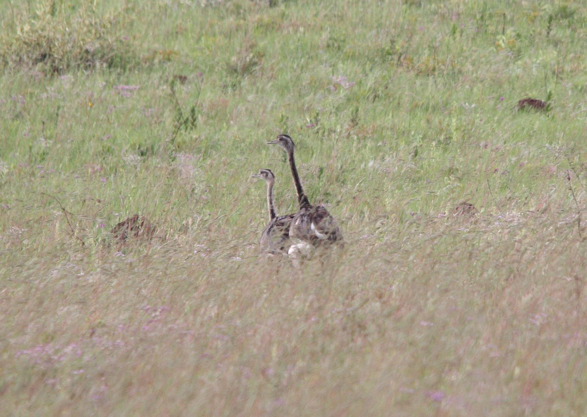 Greater Rhea - ML643509812