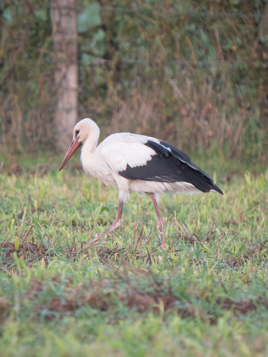 Weißstorch - ML643509823
