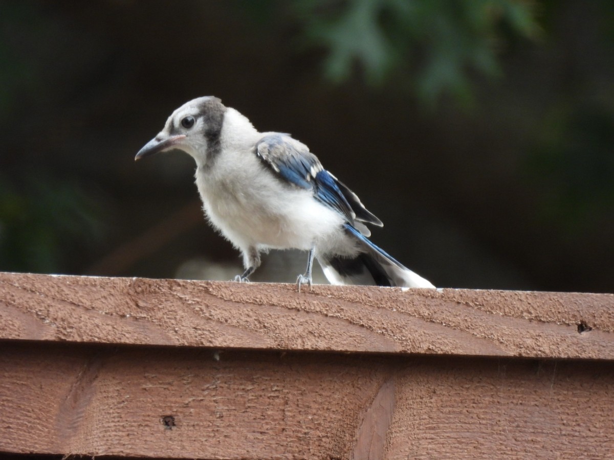 Blauhäher - ML643509825
