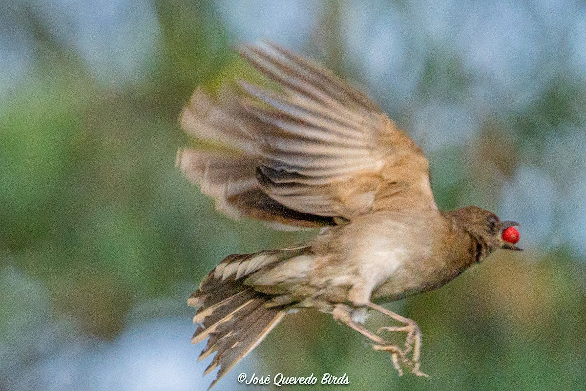 Black-billed Thrush - ML643509846