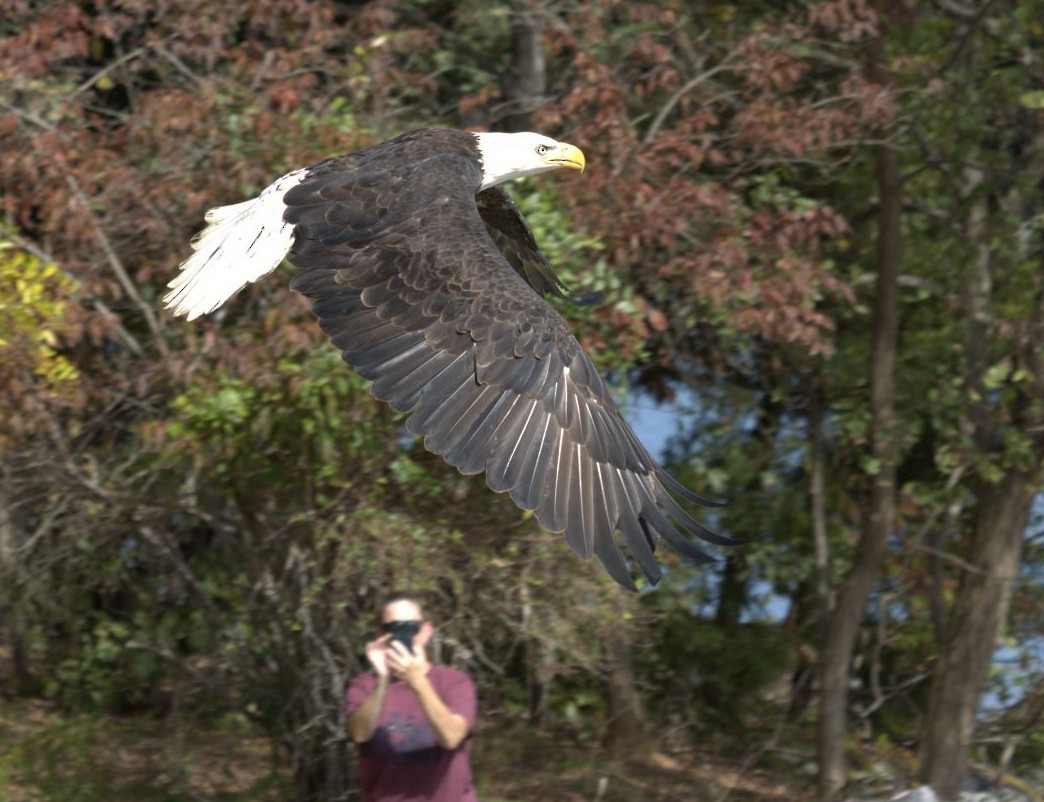 Weißkopf-Seeadler - ML643509854