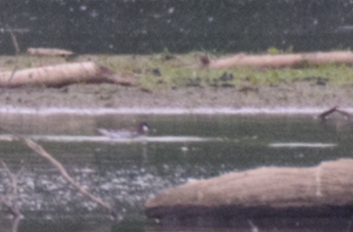Red-necked Phalarope - ML643509857
