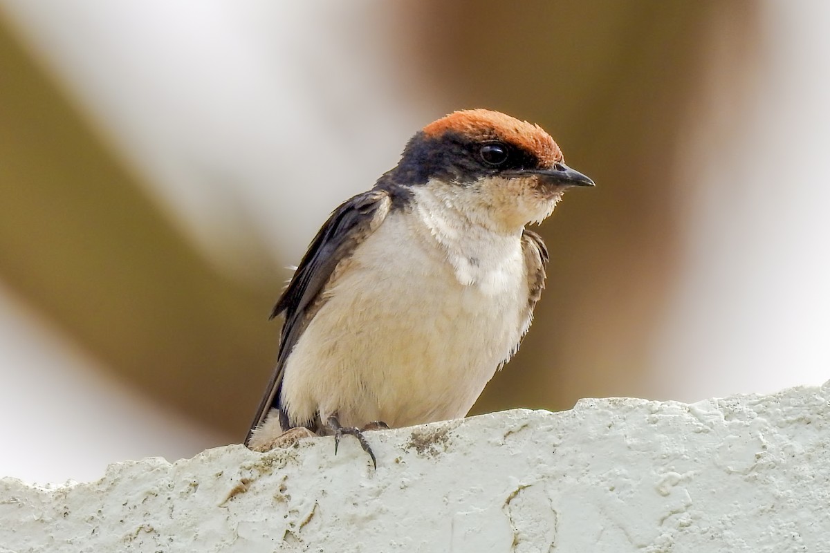 Wire-tailed Swallow - ML643509858