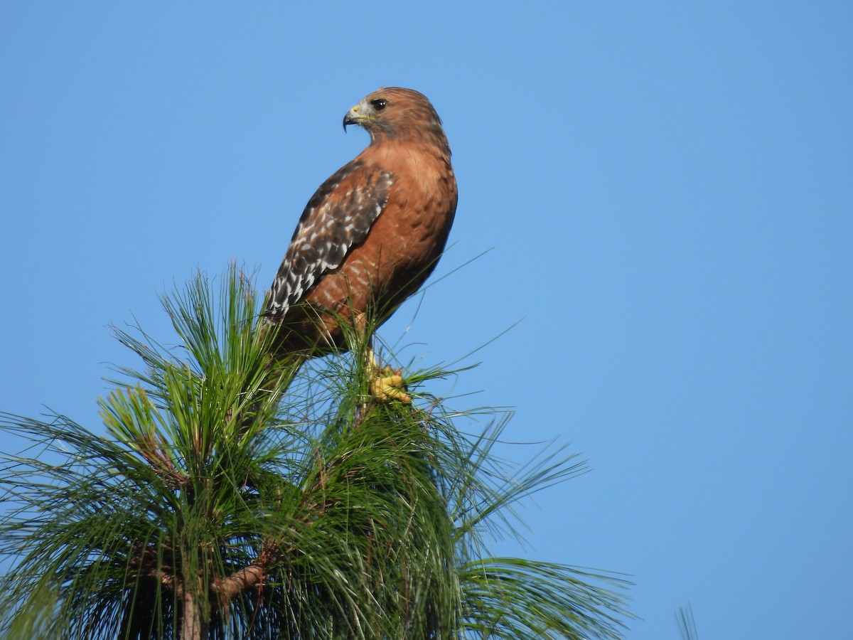 Red-shouldered Hawk - ML643510083