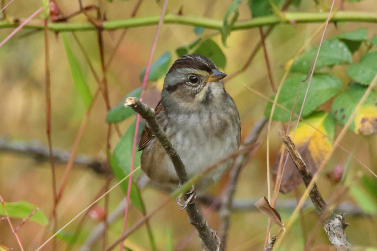Swamp Sparrow - ML643510085