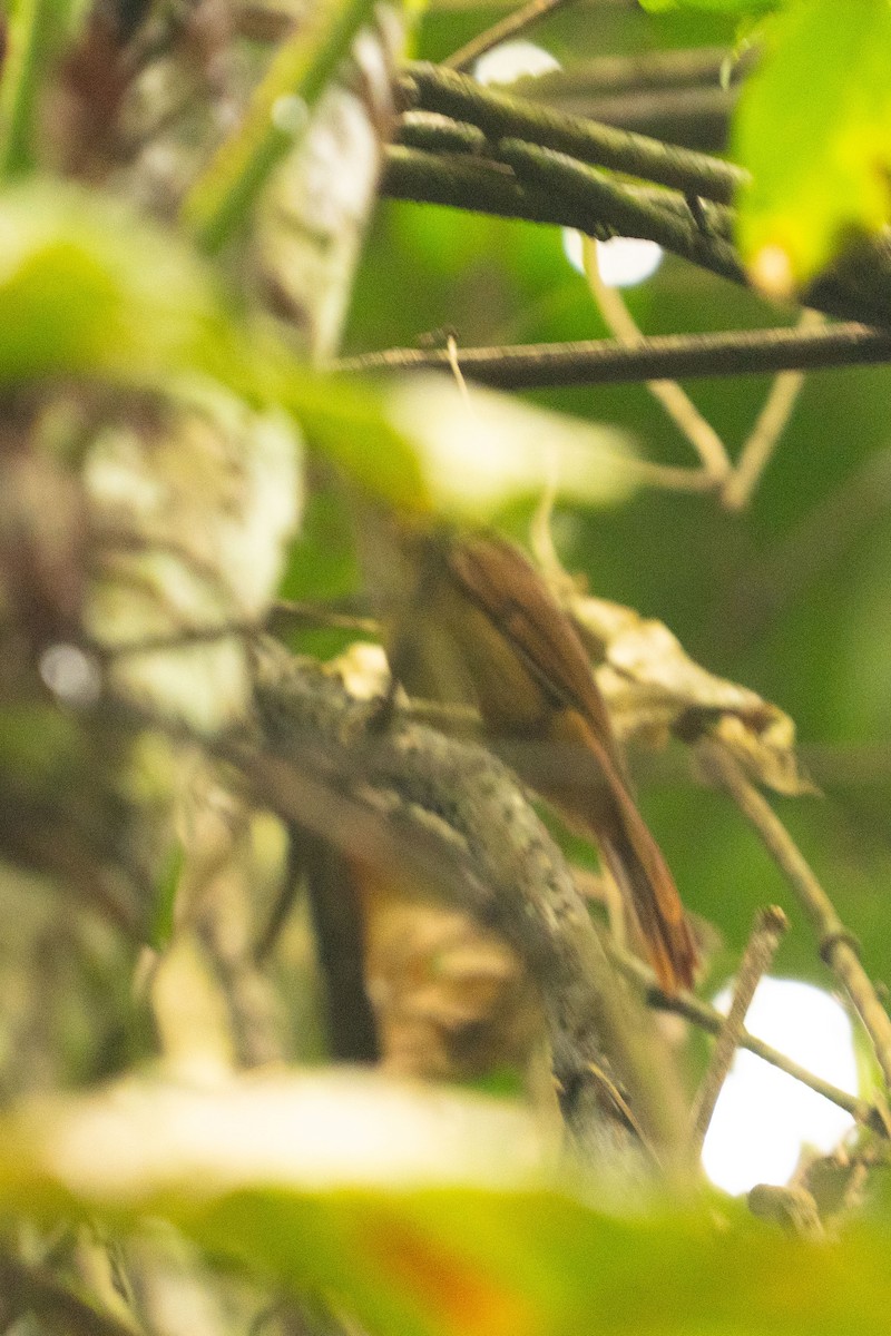Ochre-throated Foliage-gleaner - ML643510087