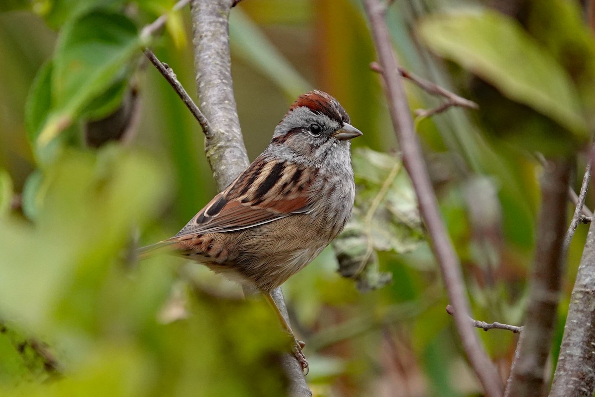 Swamp Sparrow - ML643510089