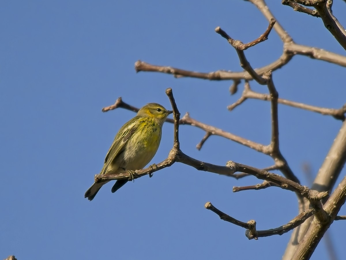 Cape May Warbler - ML643510090