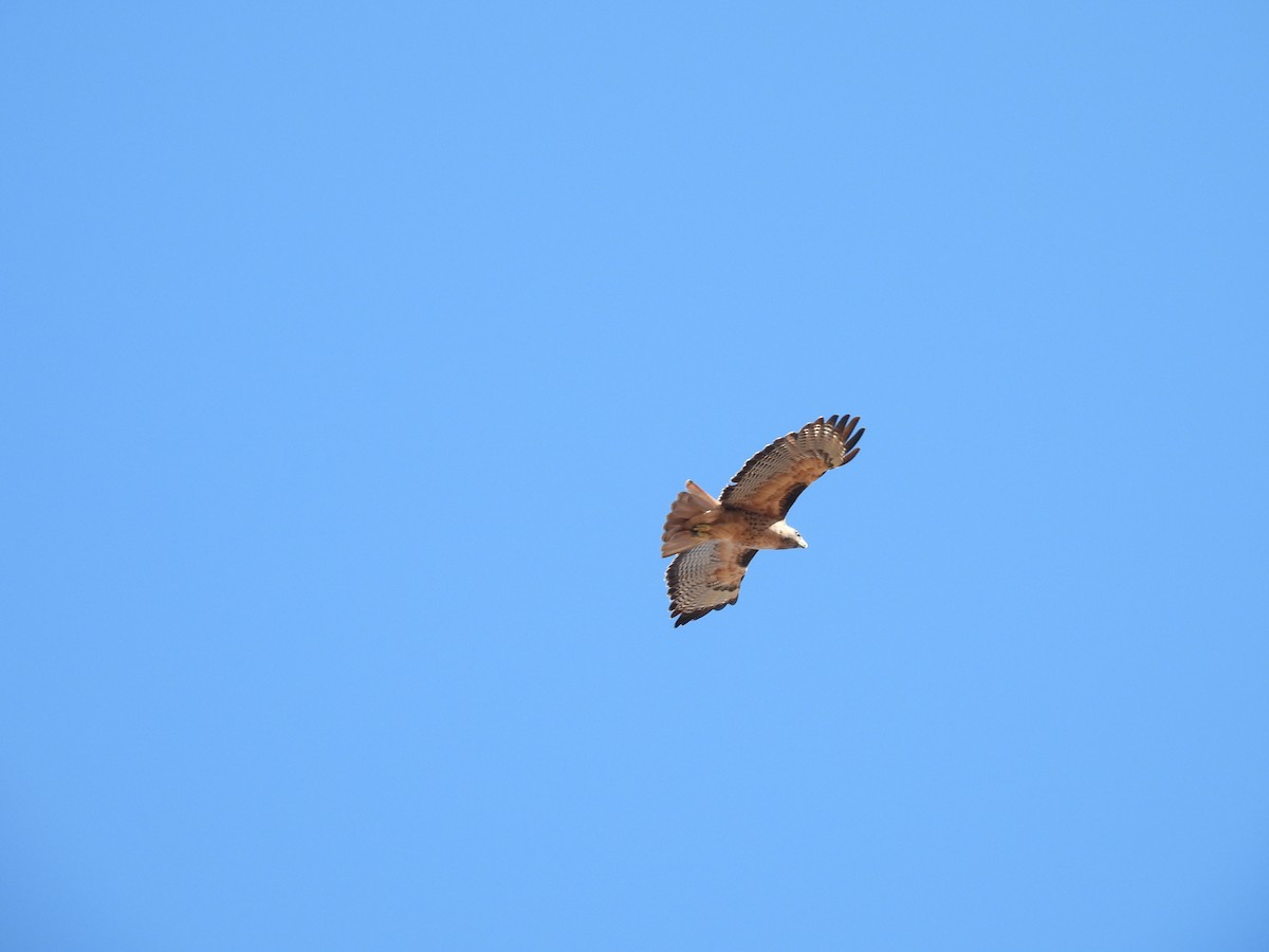 Red-tailed Hawk - ML643510102