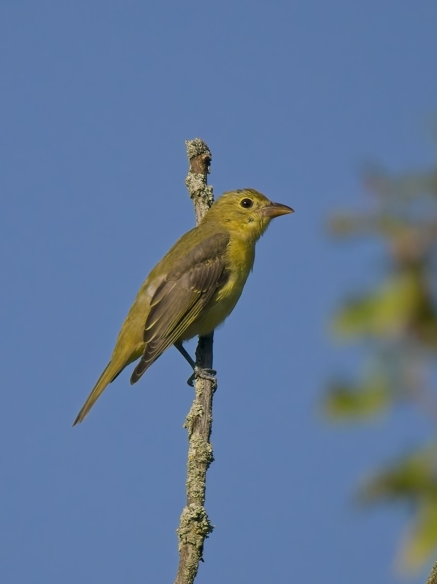 Scarlet Tanager - ML643510114