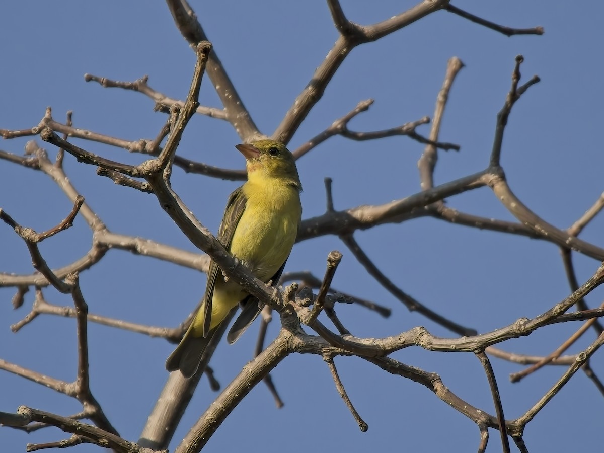 Scarlet Tanager - ML643510116