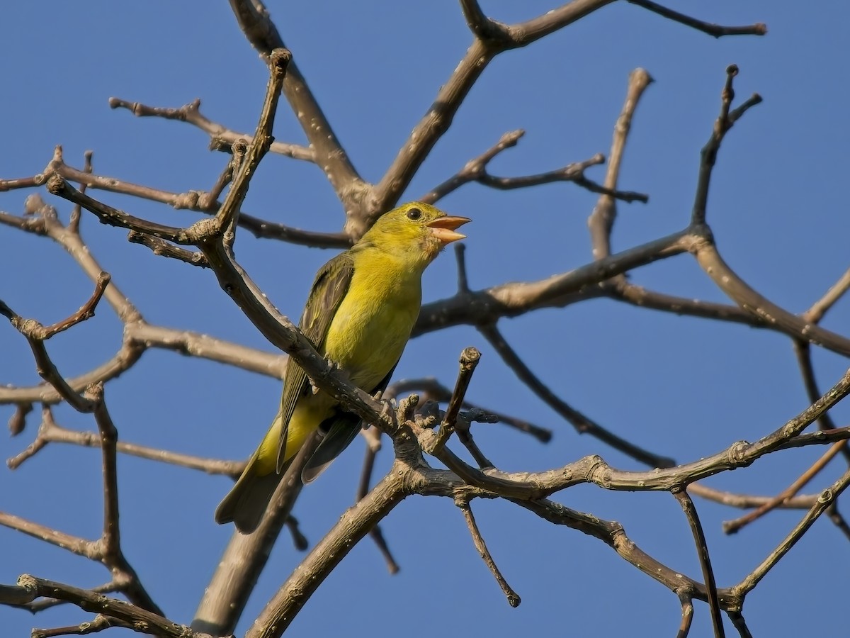 Scarlet Tanager - ML643510117