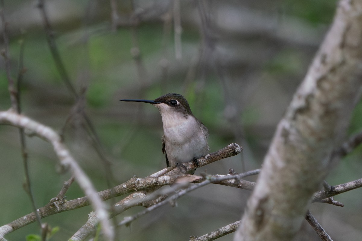 Ruby-throated Hummingbird - ML643510120