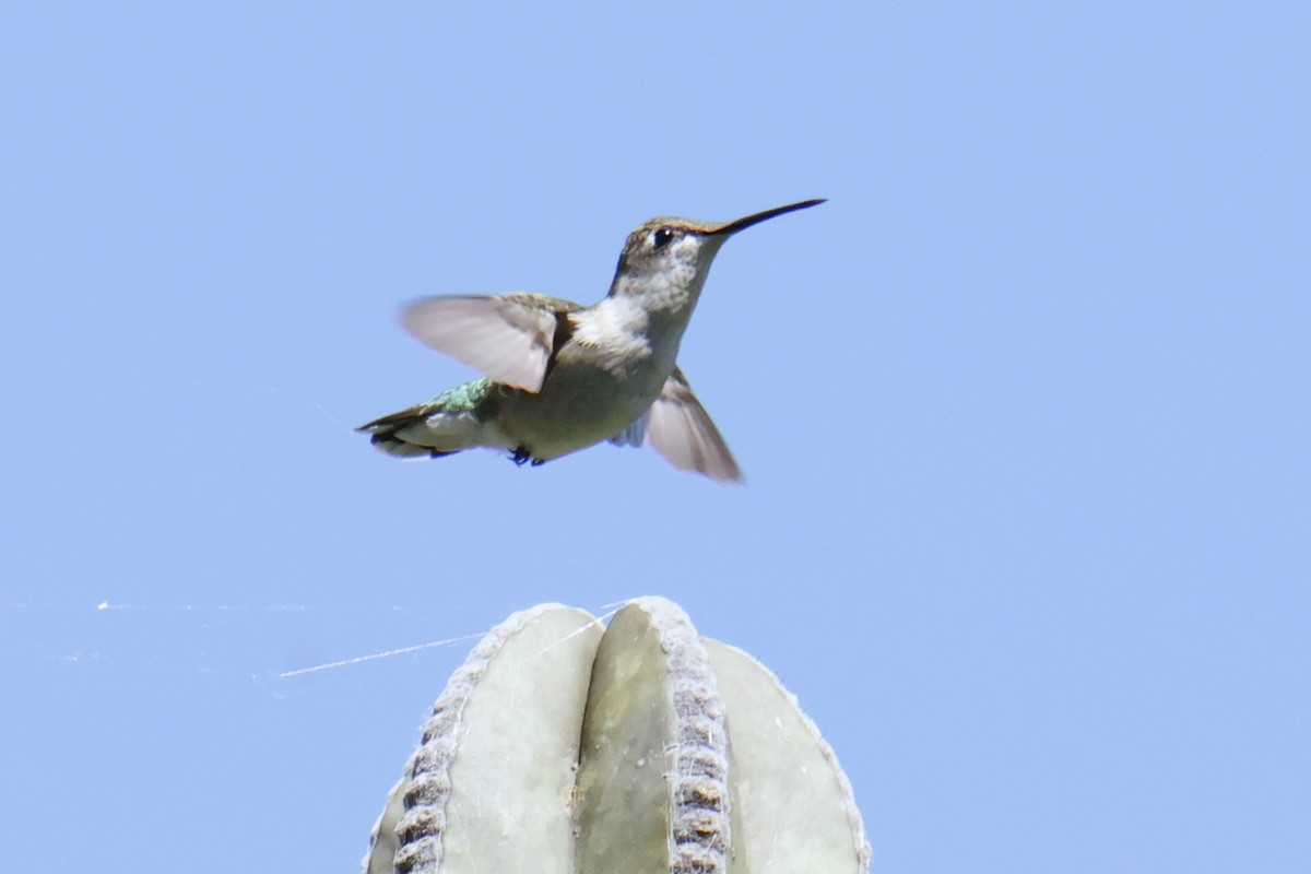 Ruby-throated Hummingbird - ML643510122