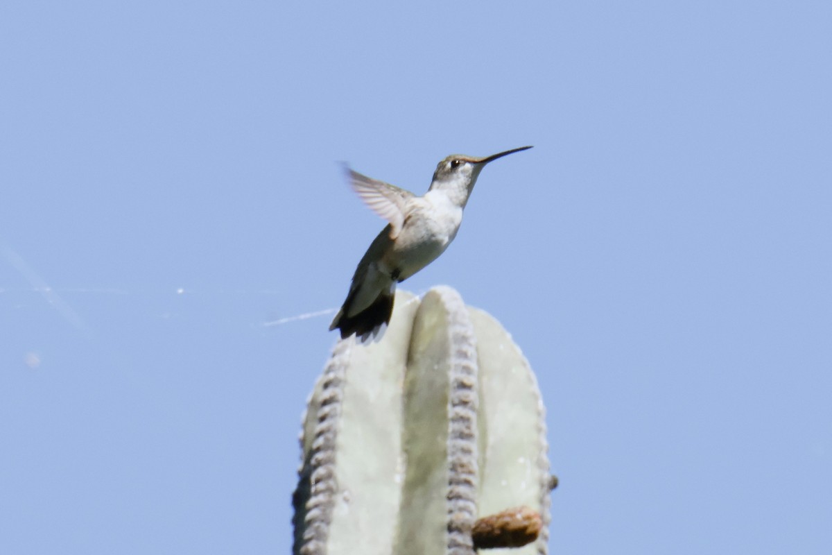 Ruby-throated Hummingbird - ML643510123