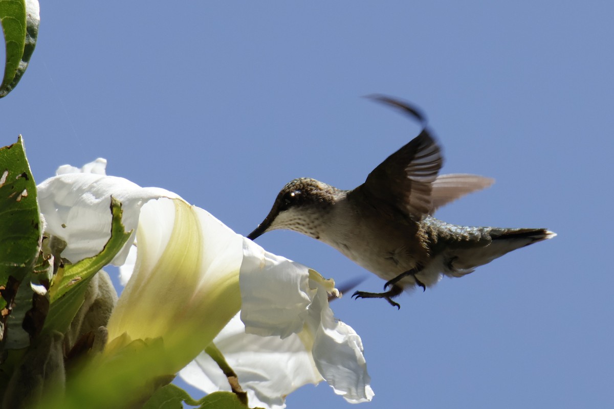 Ruby-throated Hummingbird - ML643510124
