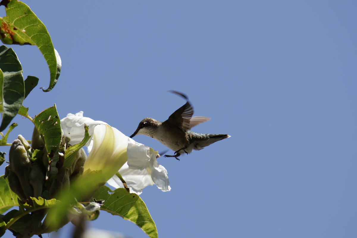 Ruby-throated Hummingbird - ML643510125