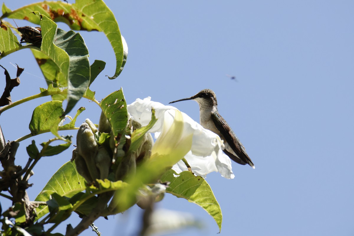 Ruby-throated Hummingbird - ML643510126