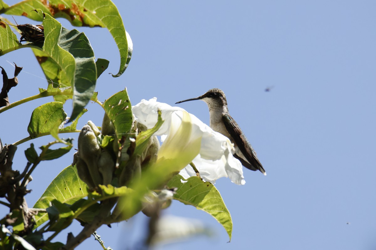 Ruby-throated Hummingbird - ML643510127