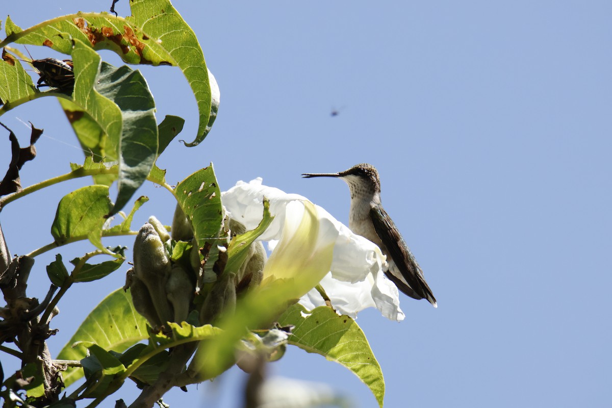 Ruby-throated Hummingbird - ML643510128