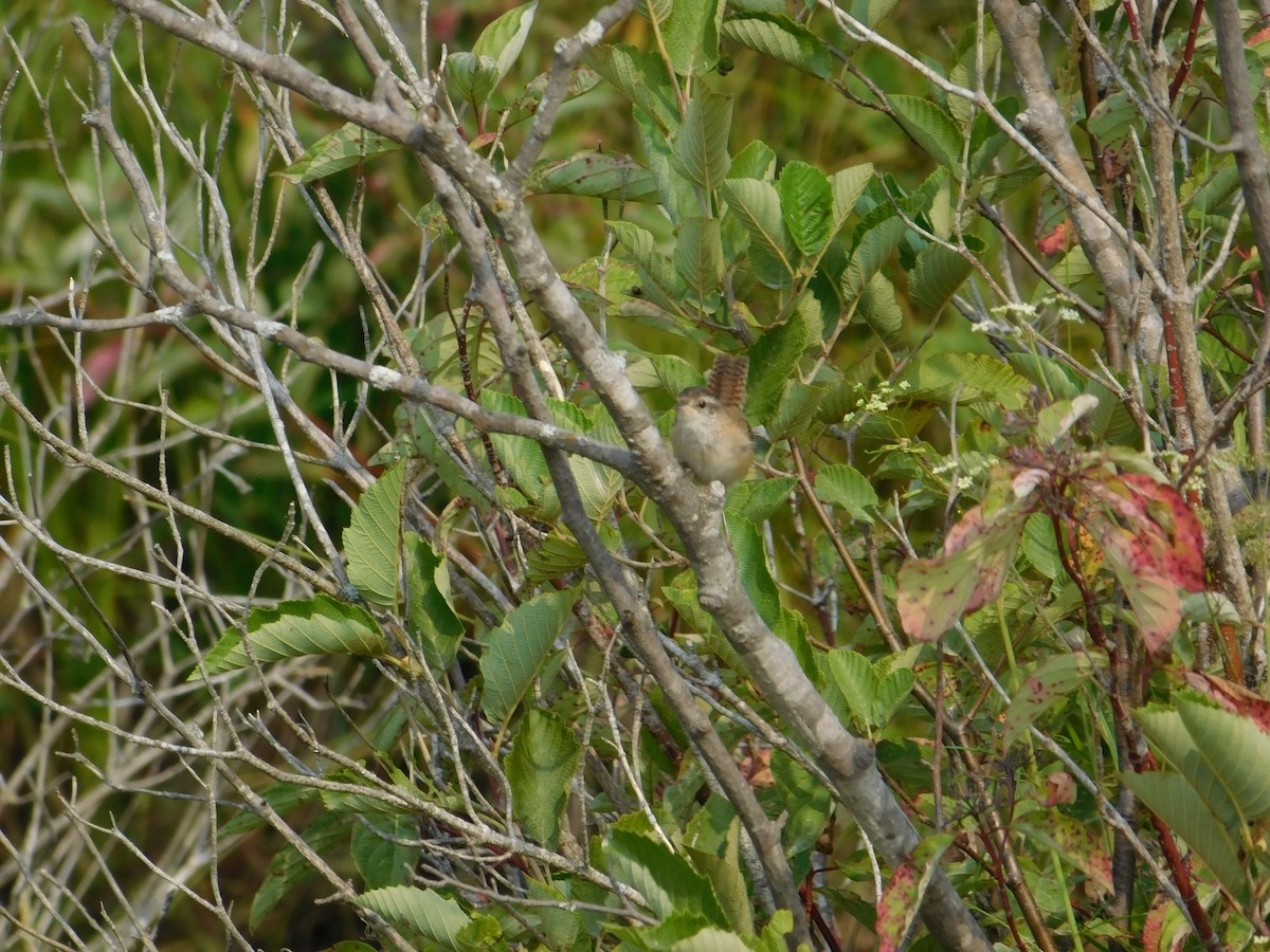 Marsh Wren - ML643510132