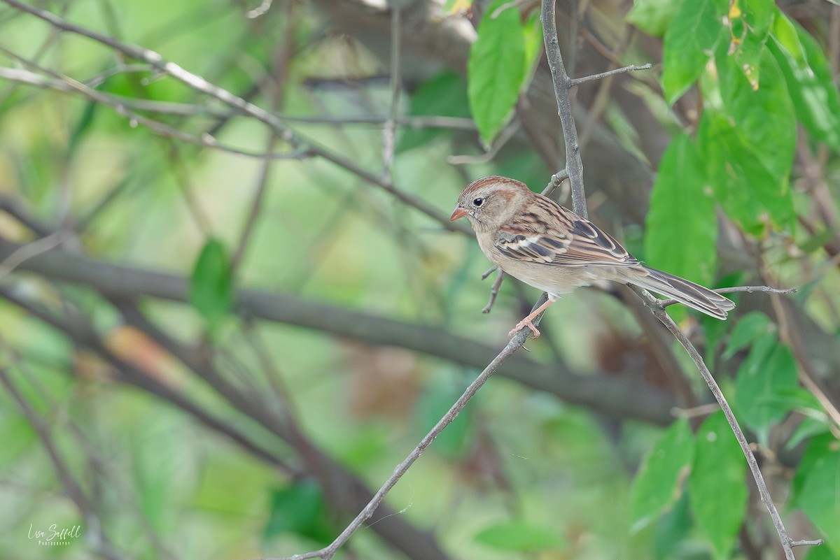 Field Sparrow - ML643510147