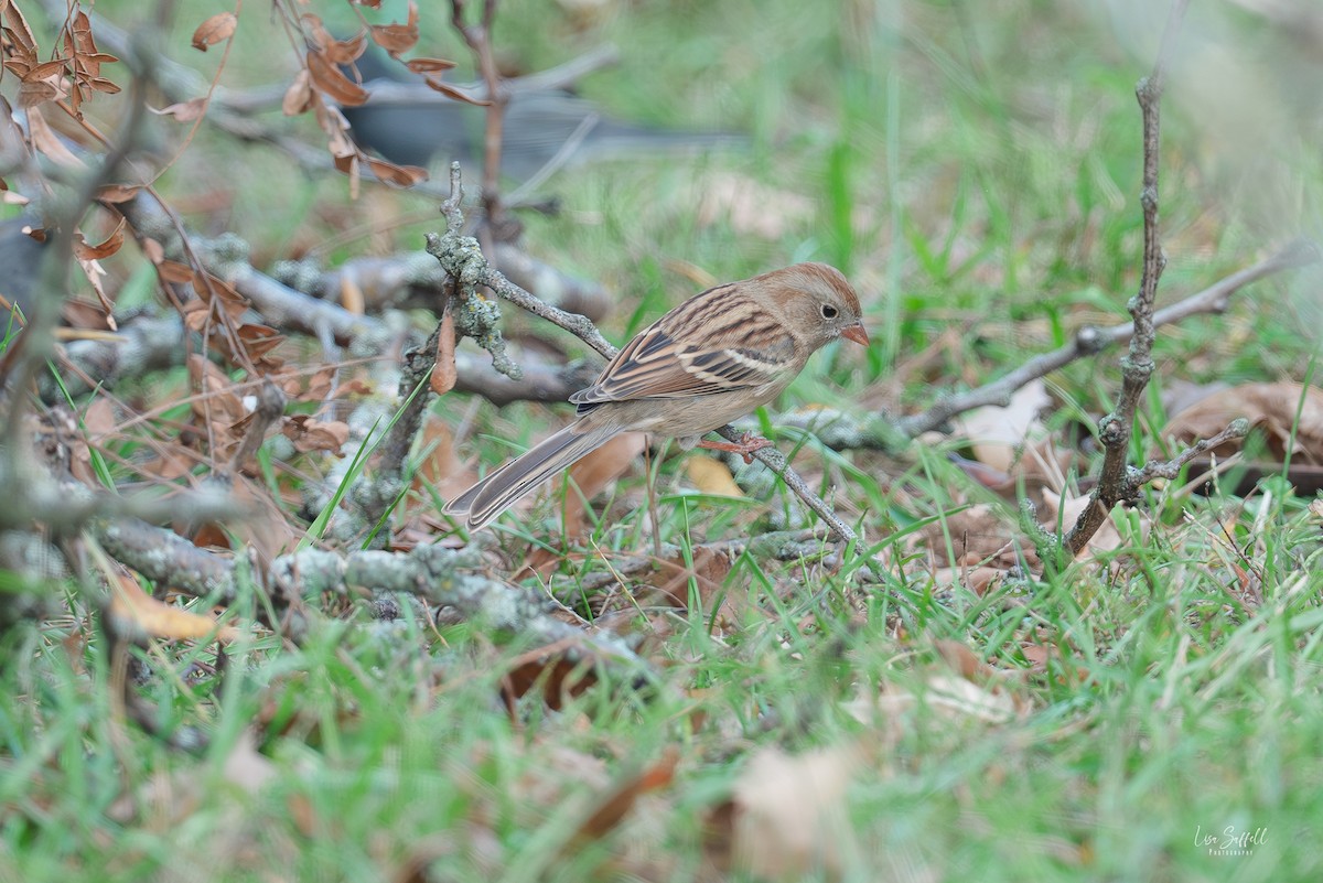 Field Sparrow - ML643510148