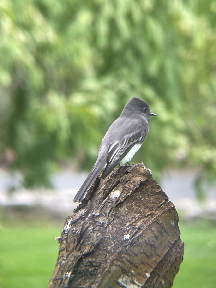 Black Phoebe - ML643510153