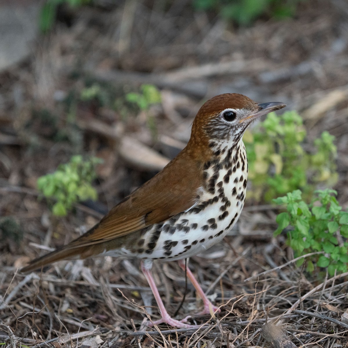 Wood Thrush - ML643510161