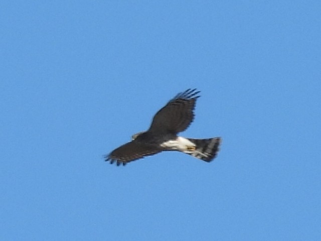 Sharp-shinned Hawk - ML643510174