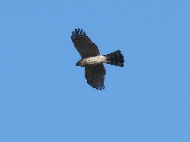 Sharp-shinned Hawk - ML643510175