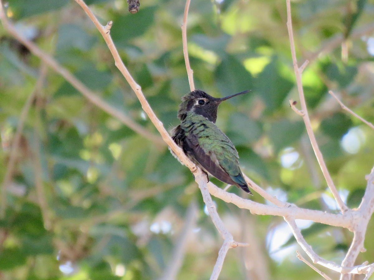 Colibri d'Anna - ML643510177