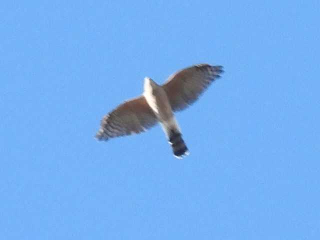 Cooper's Hawk - ML643510185